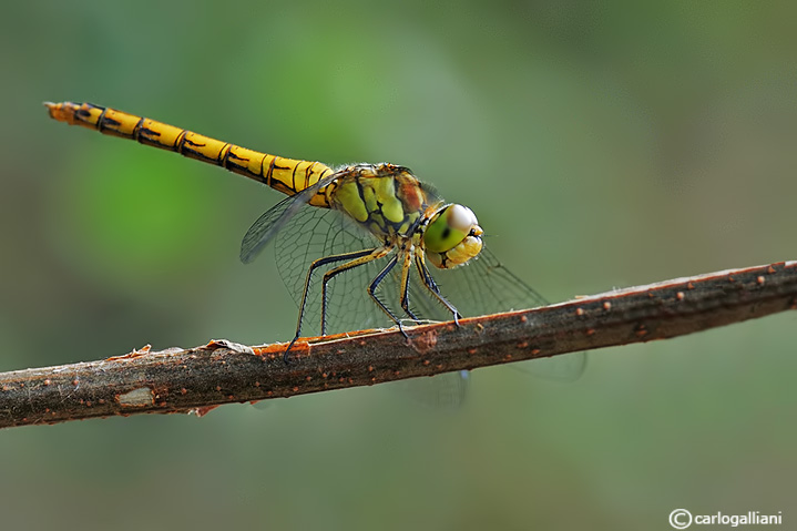 Identificazione sympetrum - Sympetrum meridionale (femmina)